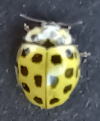 22-spot Ladybird