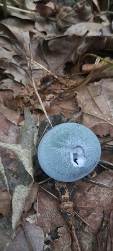 Aniseed Funnel