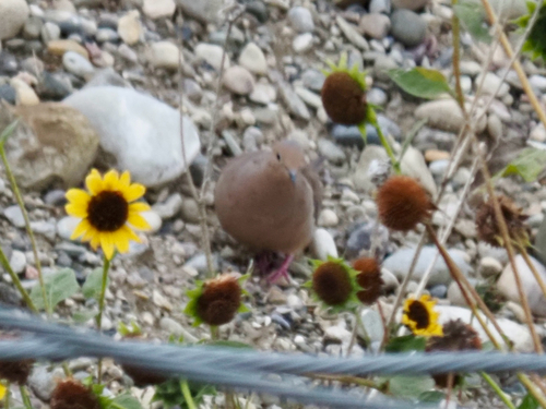 Mourning Dove