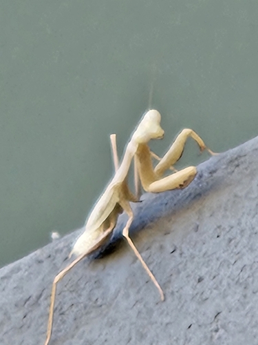 California Mantis
