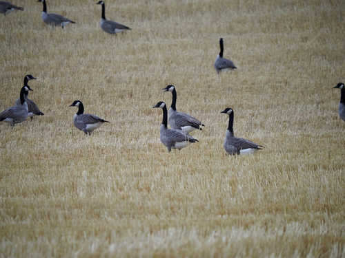 Canada Goose