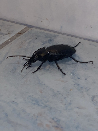 Leather Beetle