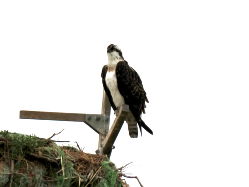 Osprey