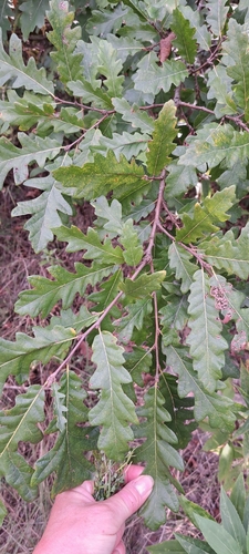 Turkey Oak