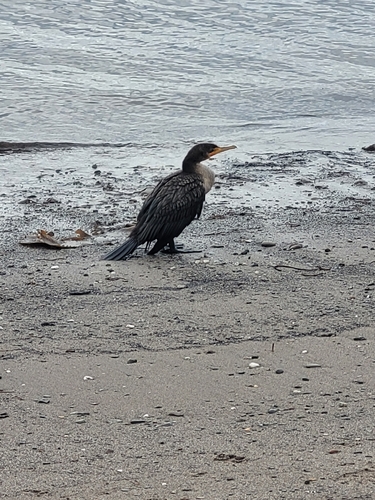 Double-crested Cormorant