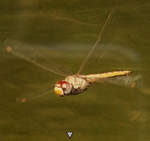 Wandering Glider