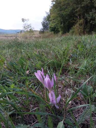 Autumn Crocus