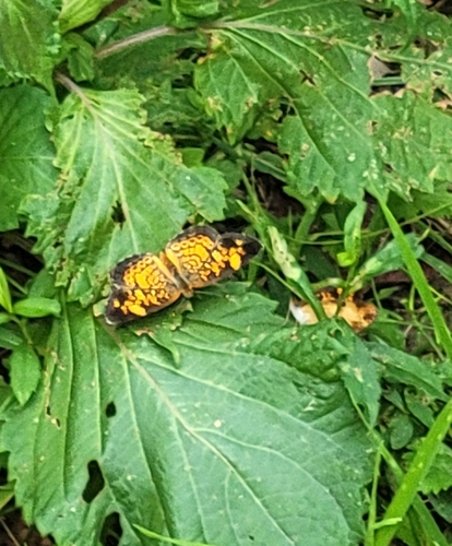 Pearl Crescent