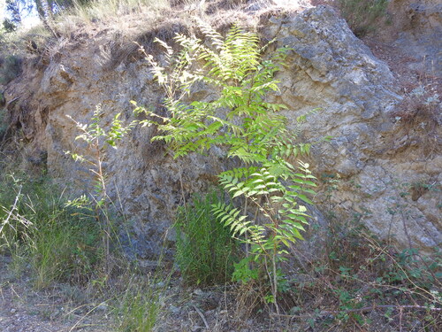 tree-of-heaven