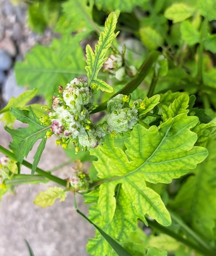 Dasineura sisymbrii