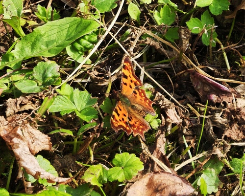 European Comma