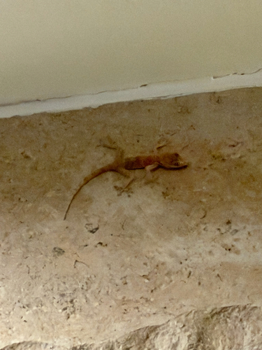 Yellow Fan-fingered Gecko