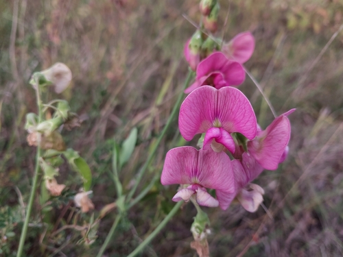broad-leaved sweet pea