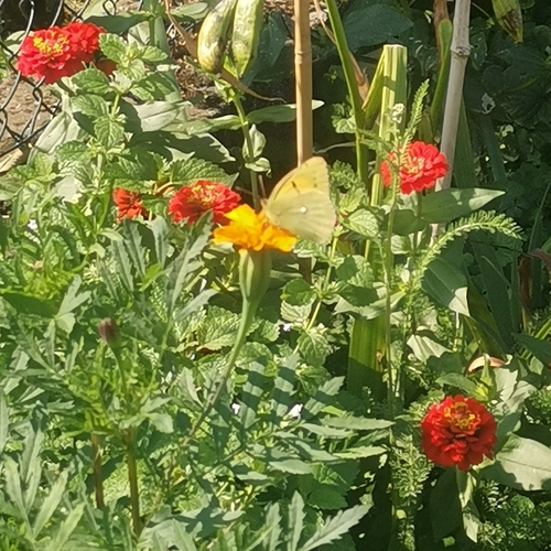 Clouded Yellow