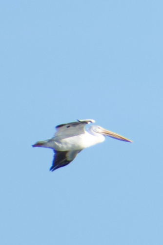 American White Pelican