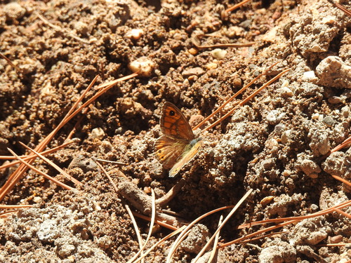 Wall Brown