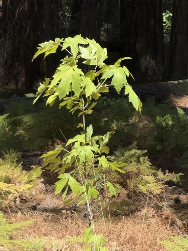 iNaturalist observation photo of bigleaf maple
