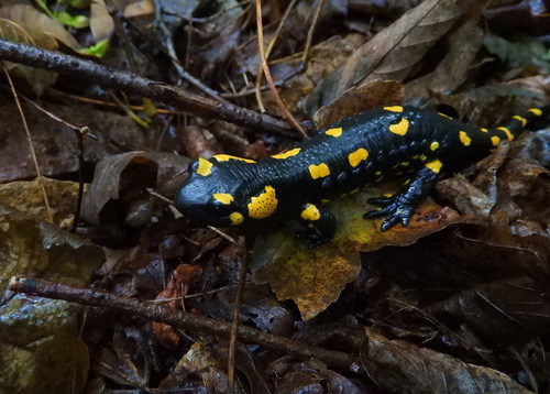 Fire Salamander