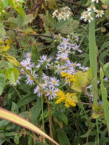 swamp aster