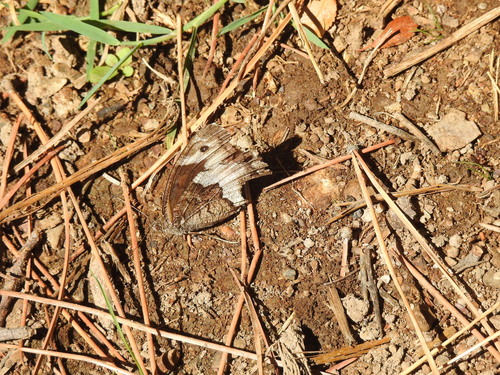 Rock Grayling