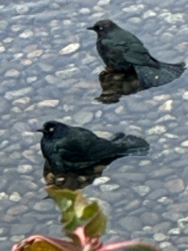 Brewer's Blackbird