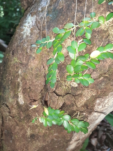 Specklinia microphylla image