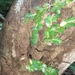 Specklinia panamensis - Photo 由 Tan N P 所上傳的 (c) Tan N P，保留所有權利