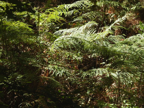 common bracken