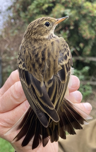 Meadow Pipit