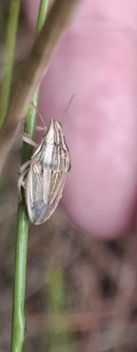 Bishop's Mitre Shield Bug