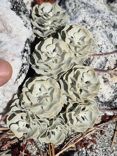 Hoary Wild Buckwheat