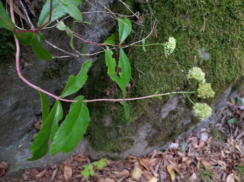 Great Stonecrop