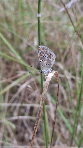 Brown Argus