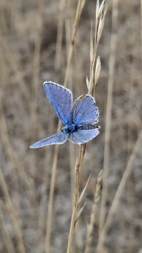 Adonis Blue