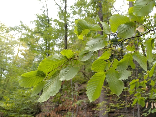 European Hornbeam