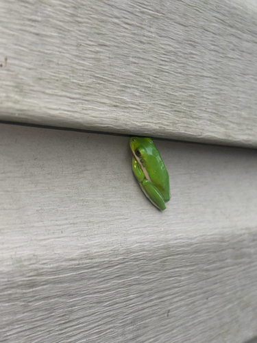 Green Treefrog