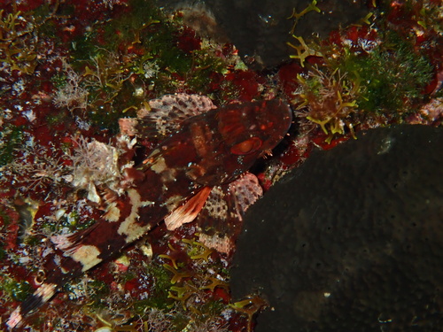 Madeira Scorpionfish