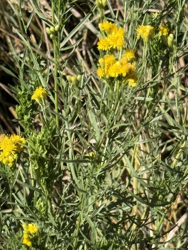 iNaturalist observation photo of western goldenrod