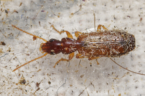 Paradromius linearis