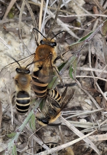 Ivy Cellophane Bee