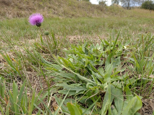 Queen Anne's thistle