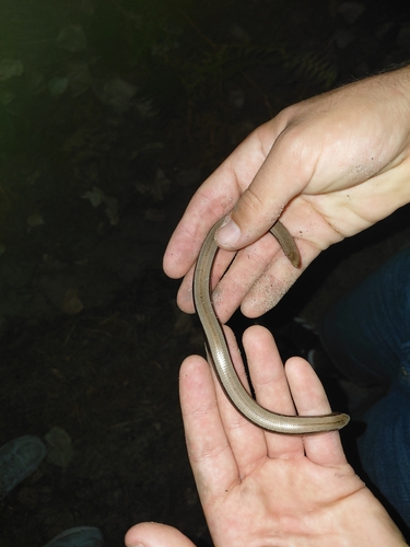 Common Slowworm