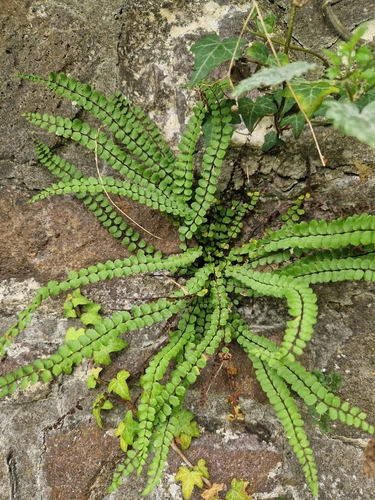 maidenhair spleenwort