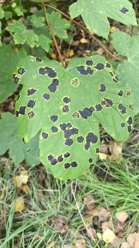 Black Tar Spot