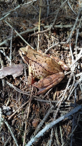 European Common Frog