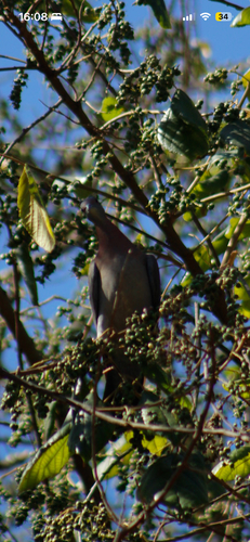 Pale-vented Pigeon