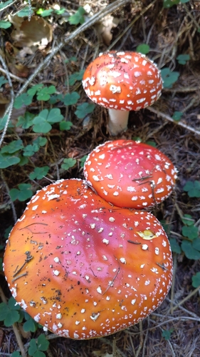 Fly Agaric