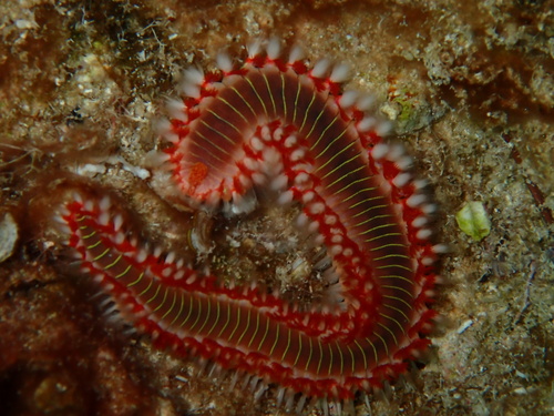 Bearded Fireworm