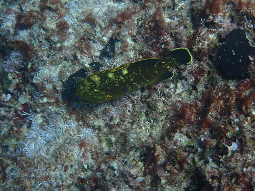 Dusky Grouper
