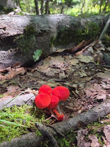Waxcaps
